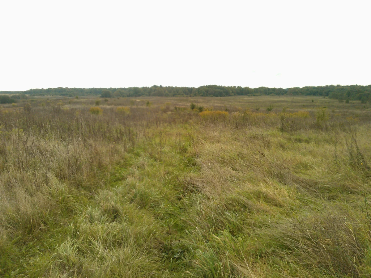 Meadow of tall grass bordered by a line of woods under a grey sky, flat and empty ground