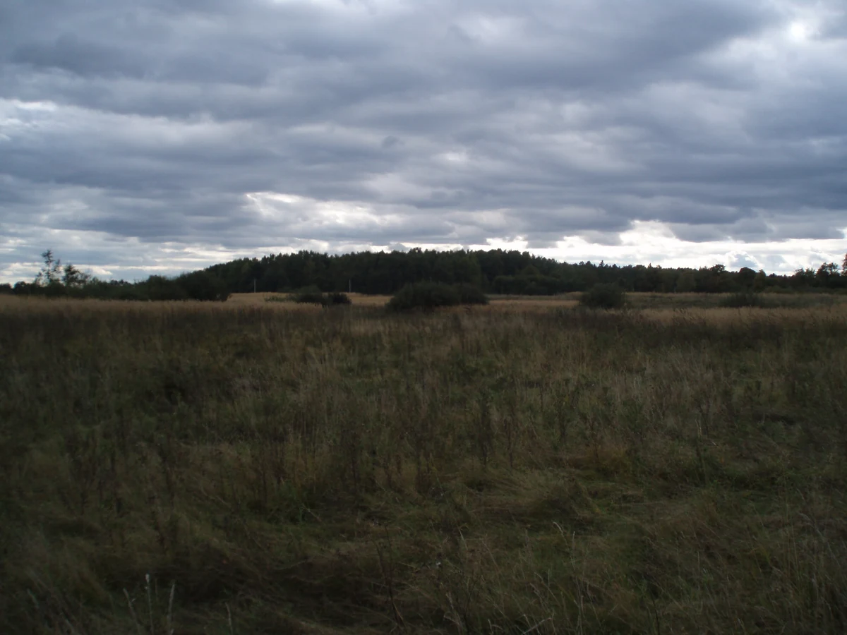 Meadow of dark grass under an overcast sky, bordered in the distance by a line of woods