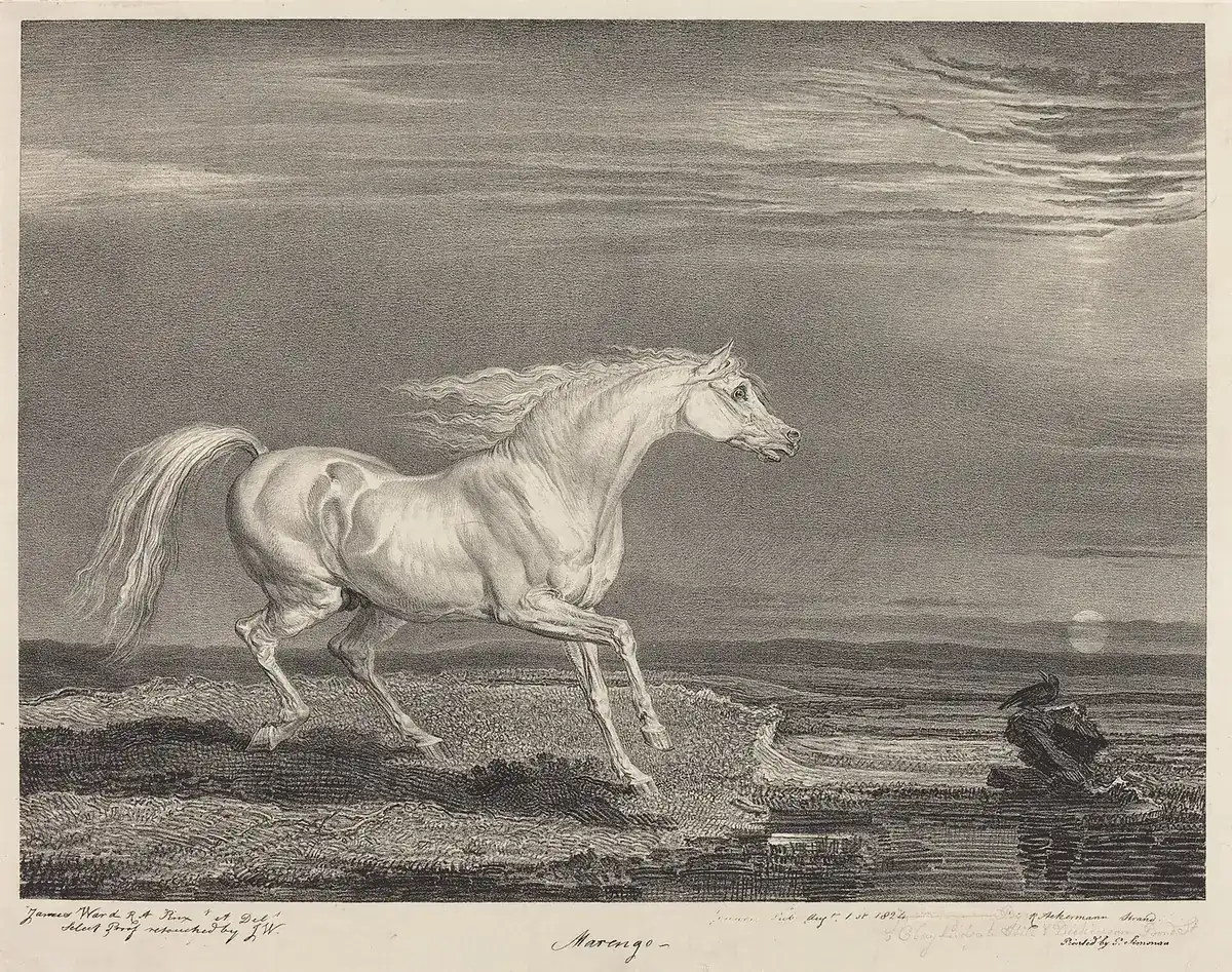 Lithograph: a pale grey horse gallops alone along a beach, its mane in the wind